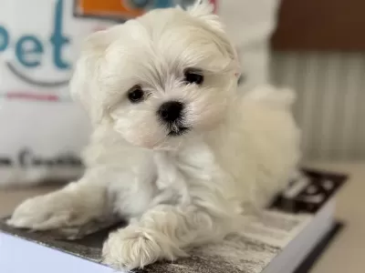 Petmode Köpek Çiftliğinden Tea Cup Kore Kan Maltese
