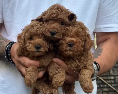 Poodle Akademi