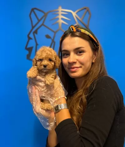 Gerçek Toy Poodle Yavrularımız