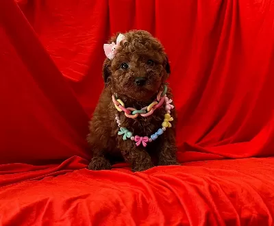 Süper Renkleriyle A Kalite Red Brow Toy Poodle