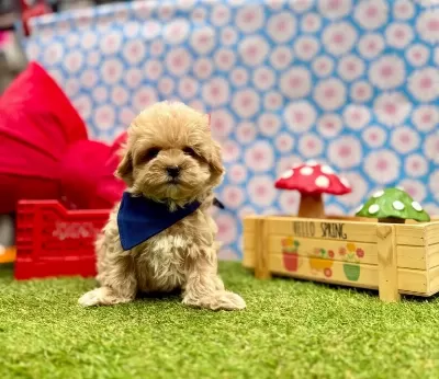 Kore Kan Maltipoo Mini Ve Sevimli