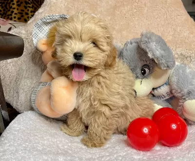Maltipoo Kore Kanı Teacup Anne Baba Secereli Özel Yavrumuz