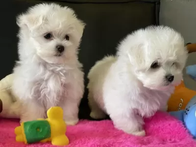 Ankaranın En Elit Kore Kan Maltese Yavruları