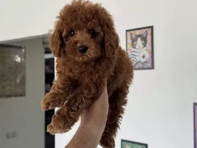 Ankranın En Özel Redbrown Toy Poodle Yavruları
