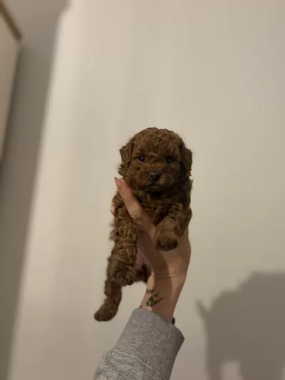 2 Buçuk Aylık Aşılı Erkek Poodle Yavrular