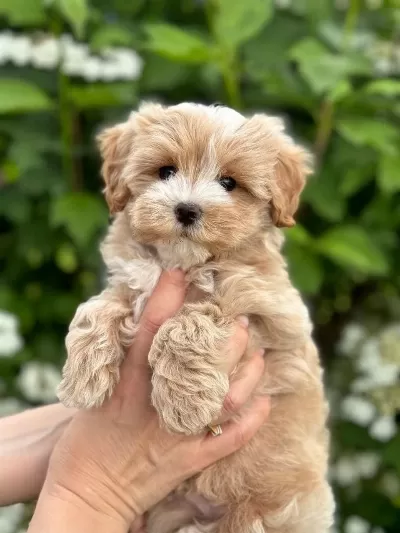 Sağlık Ve İrk Garantili Maltipoo Bebeklerim