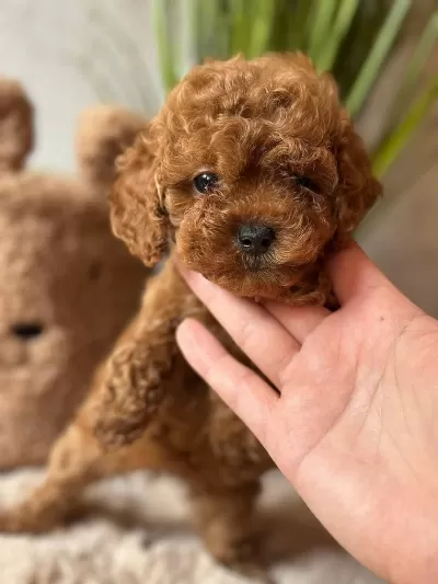 Sağlıklı Toy Poodle Korekan