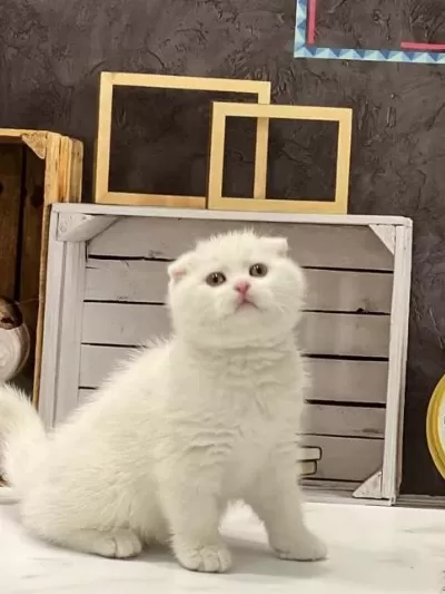 Scottish Fold Beyaz Yavrularim