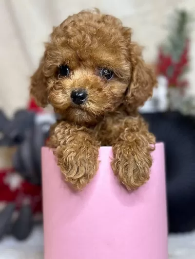 Harika Toy Poodle Puppy