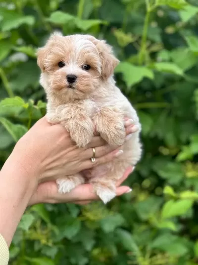 Maltipoo Yavrularımız
