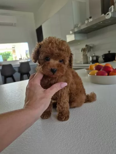 Aşili Sağlikli Toy Poodle Yavrular