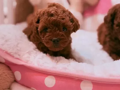 Aşili Çipli Toy Poodle Yavrular
