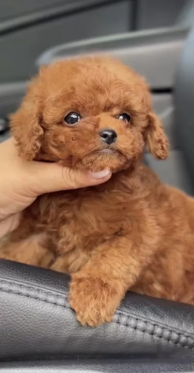 Harika Toy Poodle Köpeği