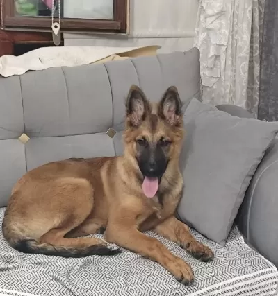 4 Aylık Belçika Kurdu
