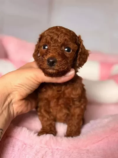 Mükemmel Güzellikteki Toy Poodle Yavrular
