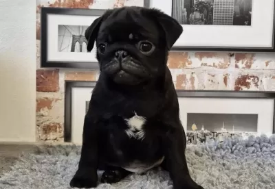 Harika Siyah Pug Safkan