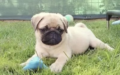 Sağlıklı Pug Safkan