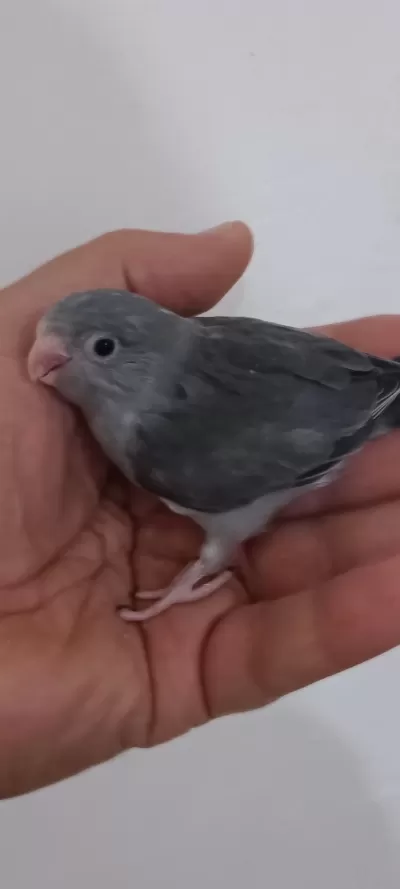Kara Kartal Erkek Forpus