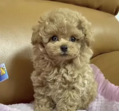 Harika Toy Poodle Yavrumuz