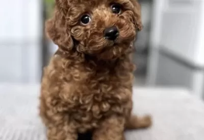 Toy Poodle Eğitimli Köpeğimiz