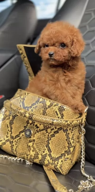Harika Toy Poodle Yavrumuz