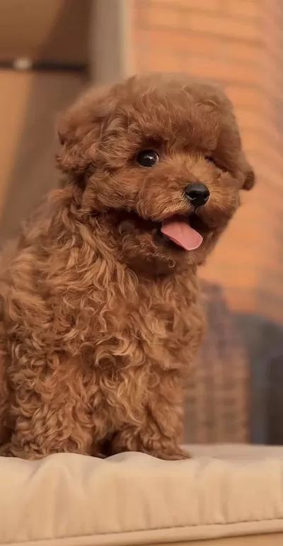 Sağlıklı Toy Poodle Köpeği