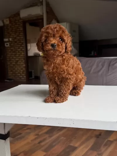Orjinal Poodle Yavrumuz Mex