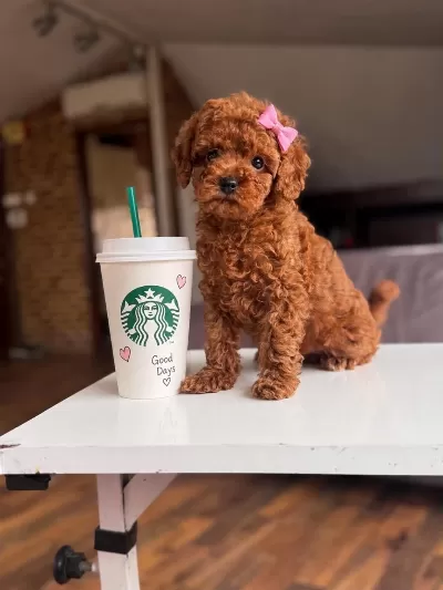 Orjinal Toy Poodle Yavrumuz Lupi