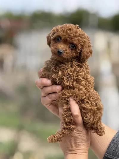 Aşili Çiş Eğitimli Teacup Toy Poodle