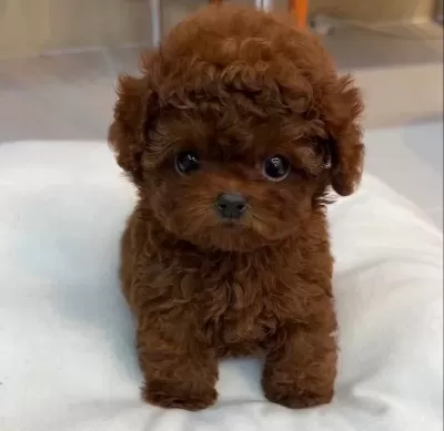 Mi̇nyatür Poodle Bebekleri̇mi̇z Vonalp Petshopta