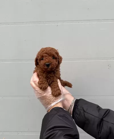 Gerçek Toy Poodle Yavrularimiz Irk Garanti̇li̇
