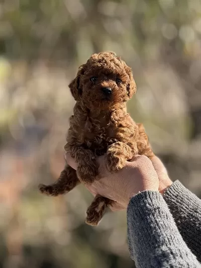 Aşili Çiş Eğitimli Teacup Toy Poodle