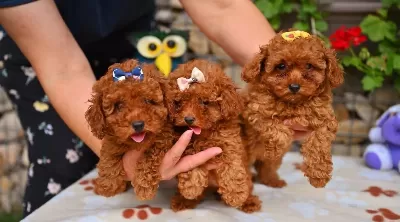 Toy Poodle Safkan Yavrularımız
