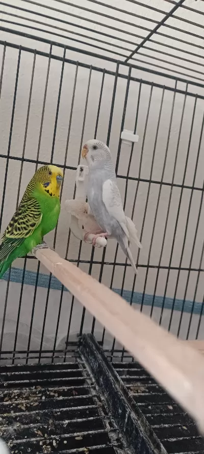 Muhabbet kuşu yeni eşleme