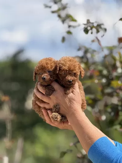 Aşili Çiş Eğitimli Teacup Toy Poodle