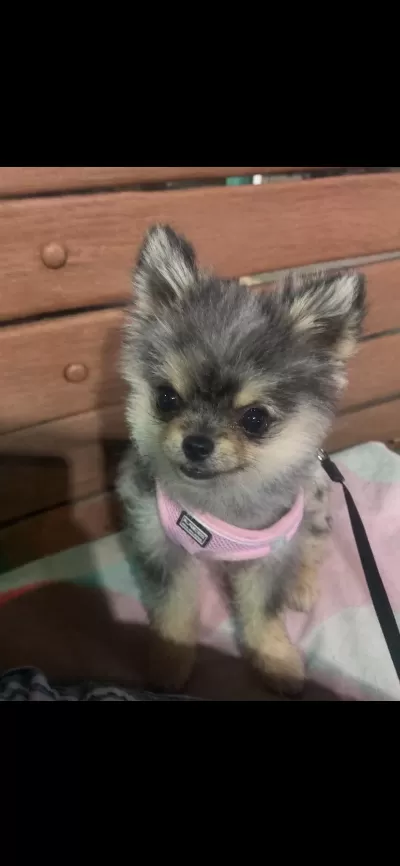 Pomeranian Boo Uyguna Vereceğim