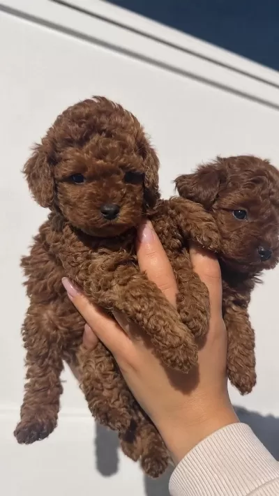 Minik Patiler, Red Brown Toy Poodle Yavrular