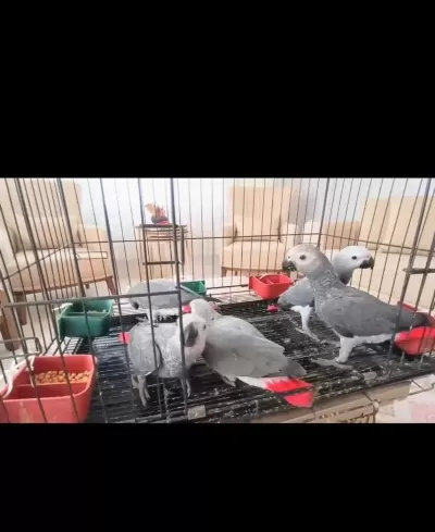 Jako Papağanı Yavrularımız Yeni Ailelerine Gitmeye Hazır