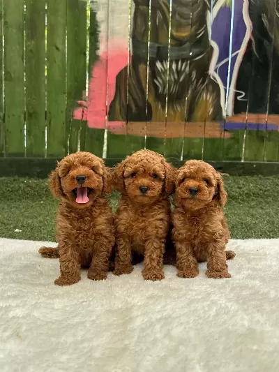 Güzellik Abidesi Poodle Bebekler