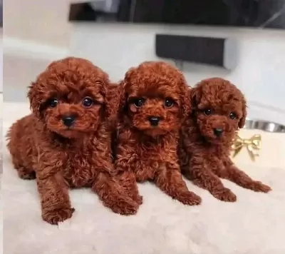 A Kalite Toy Poodle Bebek