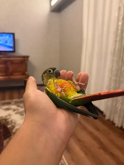Sağlıklı Konur Papağani