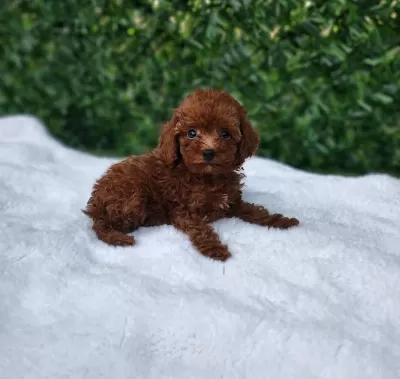 Toy Poodle Yavrularimiz