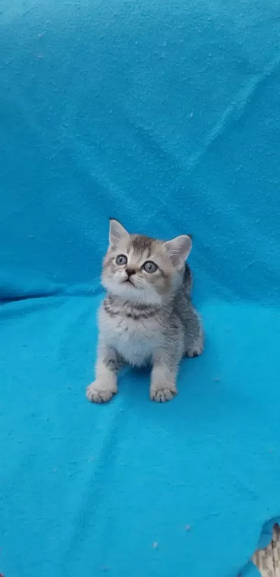 Black Golden Küçük British Shorthair Prens