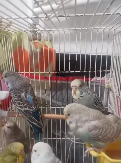 Jumbo Muhabbet Kuşu Yavruları