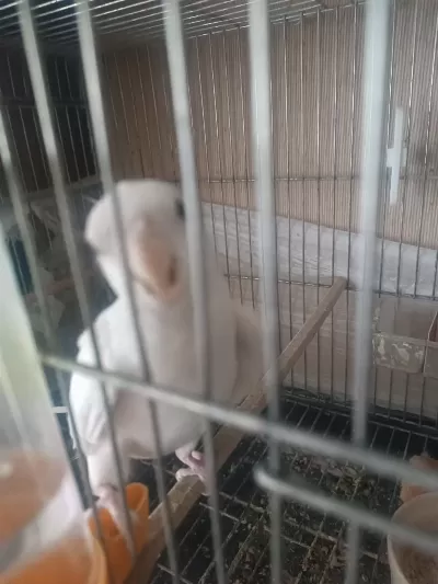 2 Yaşında Albino Erkek Kızgın Ve Lutino Ve Gren Sultan