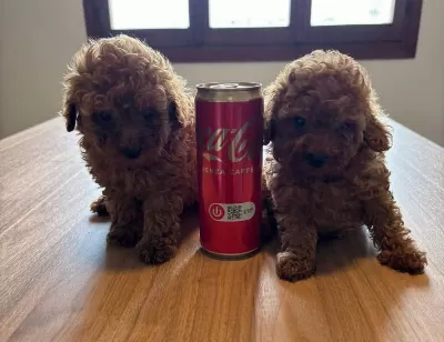 Ruhsatli Köpek Çiftliğinden Toy Poodle Yavrularimiz