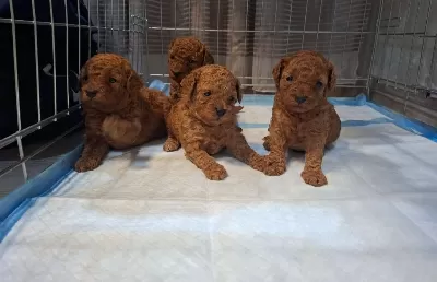 İrk Özelliği Taşiyan Toy Poodle