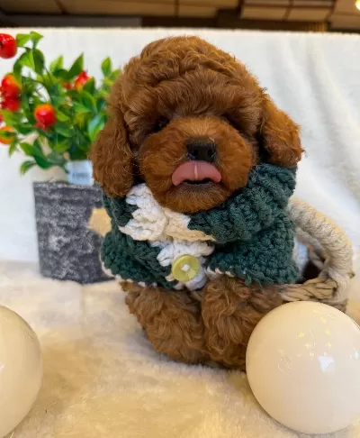 Korean Red Brown Bebek Yüzlü Poodle Yavrularimiz