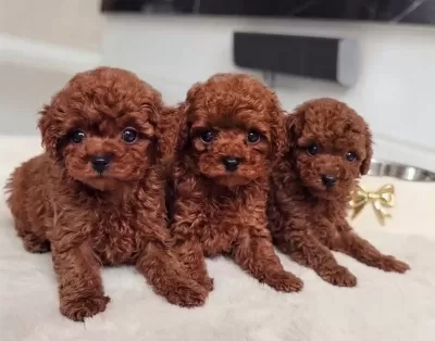 Kıvırcık Kızıl Toy Poodle Yavruları Ile Neşeli Bir Başlangıç