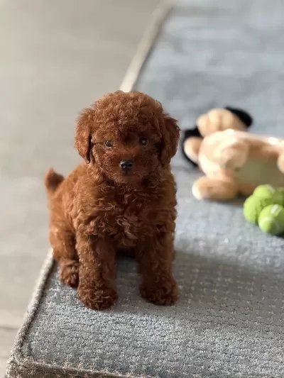 Sağlıklı Toy Poodle Bebek